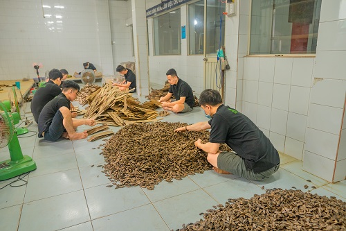 Quy trình sản xuất trầm hương tại Oud-House